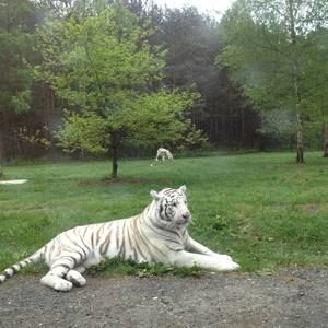 Meet your Posher, Khaled